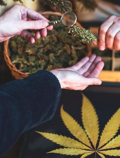 Rodzaje medycznej marihuany