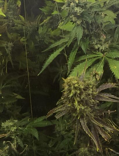 Jean Castex opposé à la légalisation du cannabis