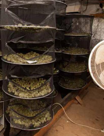 Cultivez avec Jorge Cervantes : les bases du séchage du cannabis