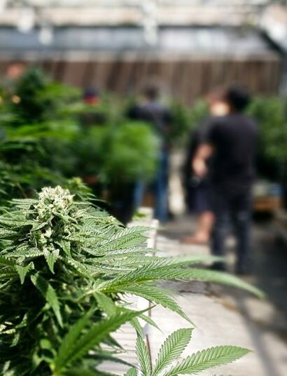 Kalifornijscy sprzedawcy