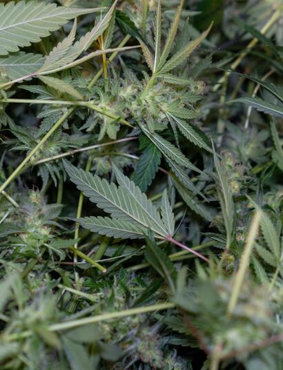 Kanada má opět stovky tun neprodané marihuany