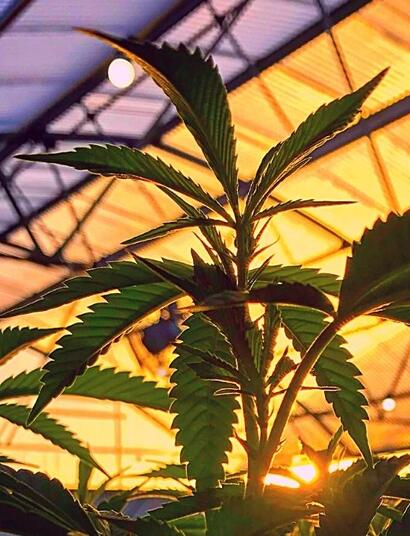 Kanada niszczy rekordową ilość marihuany!