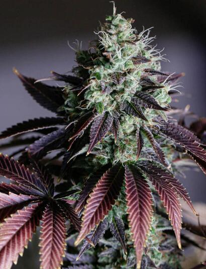 Kde se bere fialová barva listů konopí?