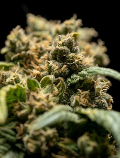 kdy sklízet konopí