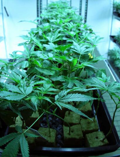 Klony konopí vs. semena - poznejte výhody a rizika