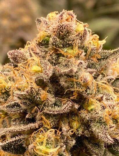 Kognitive Fähigkeiten - Dänische Langzeitstudie zu Cannabiskonsum