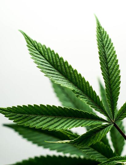 Jaký je rozdíl mezi psychoaktivní marihuanou a konopím