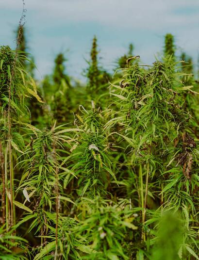 Konopí může zásadně podpořit udržitelnost