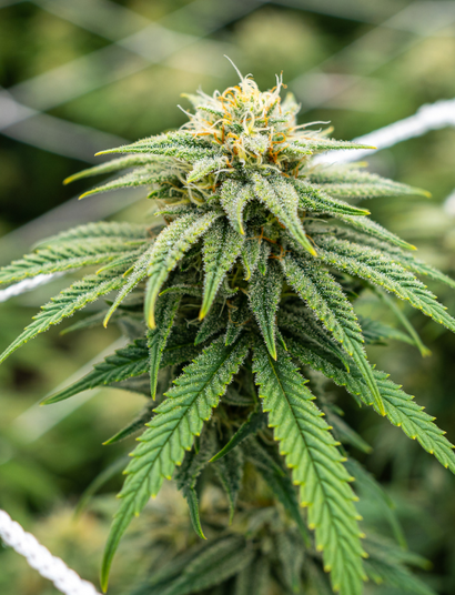 Close-up of a flowering cannabis plant with trichomes and support nets in a grow room
