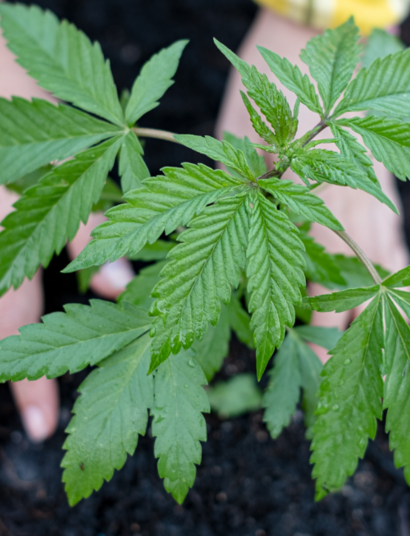 What Is Compost and Why It Is So Beneficial for Cannabis Plants?