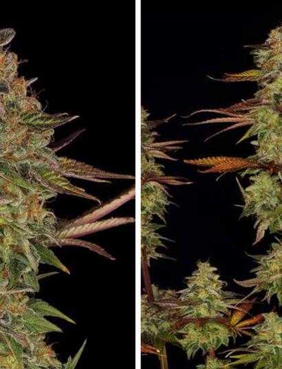 Kush Mintz, la fusée multi-florale