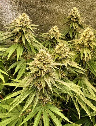 10 Ways To Grow The Biggest Cannabis Yields