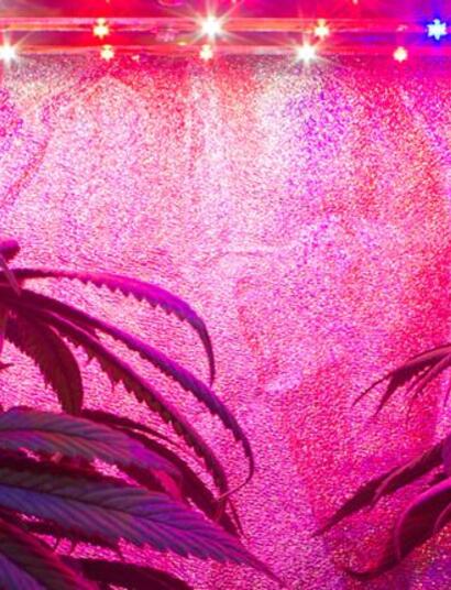 Cómo fabricar una lámpara LED para cannabis?