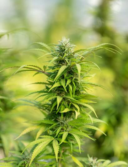 La Técnica de Lámina de Nutrientes (NFT) en el Cultivo de Marihuana