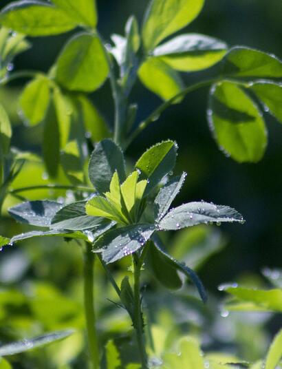 , héritage ancestral et avenir agricole