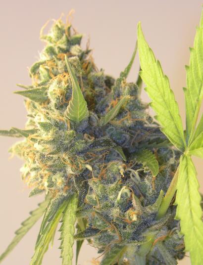 Les hybrides made in 974