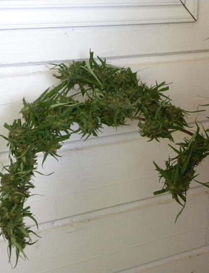 Une branche de Zamal Mangue-carotte qui vient d'être récoltée.