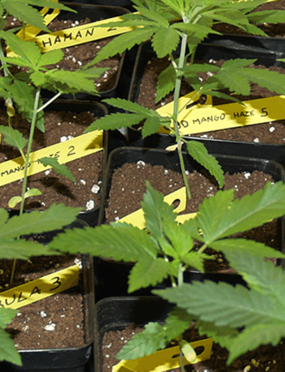 El cultivo de cannabis: un trabajo de sol a sol