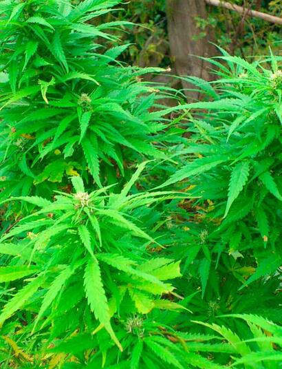 Fotoperiodo-y-cultivo-de-exterior-(1ª parte)