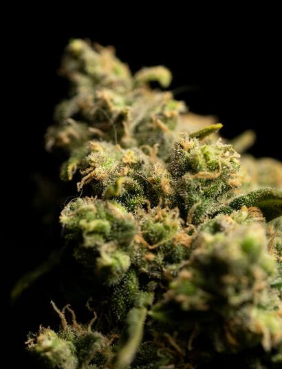 Las Mejores Variedades de Marihuana con Alto THC 