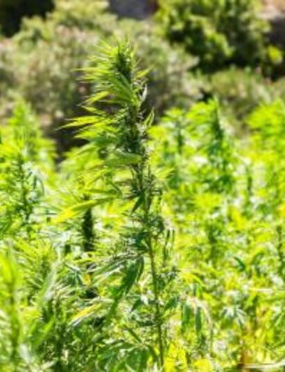 L’amélioration génétique dans la culture du cannabis