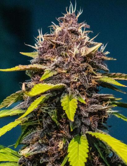 Marihuana
