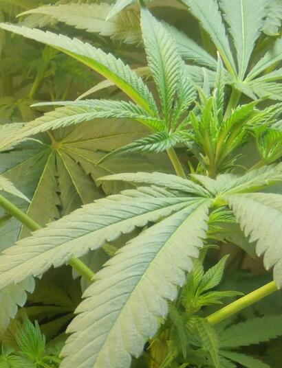 Les principaux arguments en faveur de la légalisation