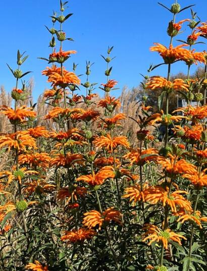Leonotis leonurus
