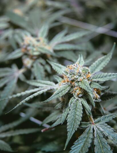 Léčebné konopí – USA vs. ČR