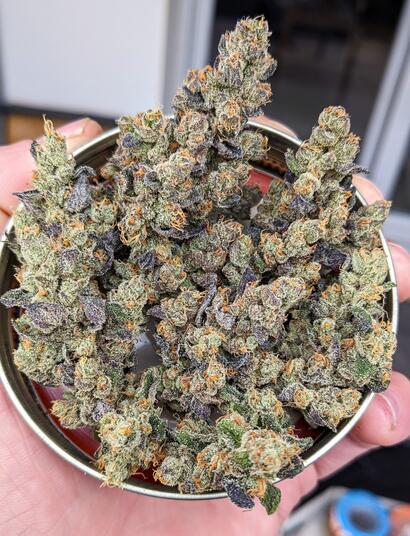 Un Parfum Citronné Hors Du Commun  Dès l'apparition des premiers trichomes, les fleurs sentaient déjà le citron sur la plupart des plantes! Au début on constate une odeur de citron très frais, presque acide. Je n'avais jamais senti cela sur une plante de cannabis. J'ai pourtant cultivé la Lemon Skunk et Super Lemon Haze auparavant. Elles étaient top mais rien à voir avec le citron intense de la Limon Blanco V3.  Cette senteur incroyable semble venir de l'Afghan Lemon, une pure landrace Afghane utilisée dans