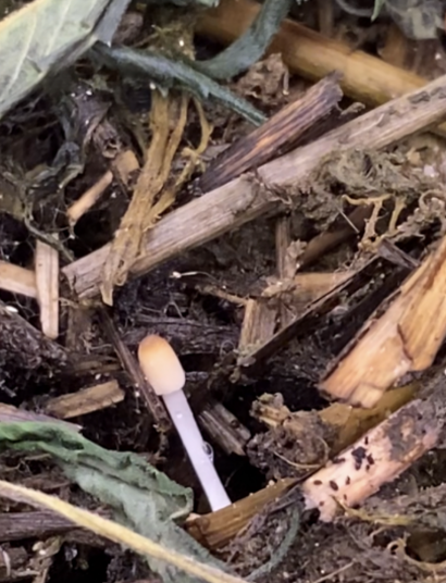Living Soil - Das unsichtbare Team im Boden