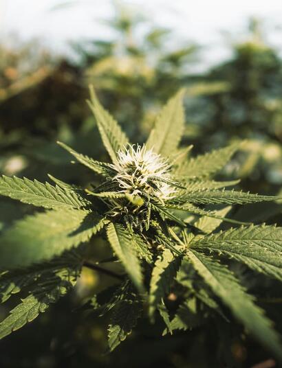 Llega la marea verde al Pais Vasco