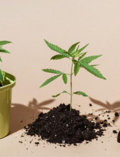  Luxembourg : détails du nouveau projet de loi sur le cannabis récréatif