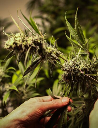 Cannabis terapeutica: sempre più persone la utilizzano