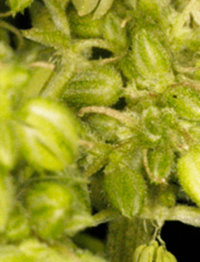 Jorge Cervantes explica cómo cosechar semillas de cannabis.