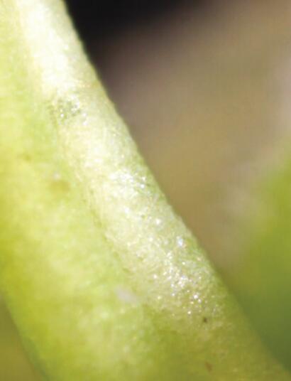 Backcrossing & Selfing