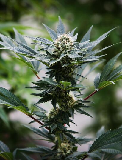 Cannabis light: stop arresti a vista, servono prove scientifiche