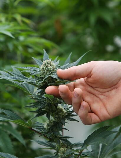 Cannabis light: inchiesta archiviata ma danni irreparabili per le aziende