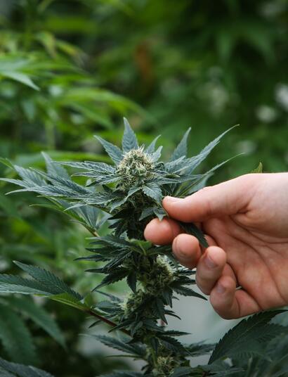 Cannabinoidi vs. Terpeni: un duello all'ultimo respiro per il tuo benessere