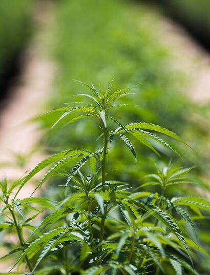 Nuova stagione per la cannabis terapeutica italiana: arrivano le infiorescenze di Tilray