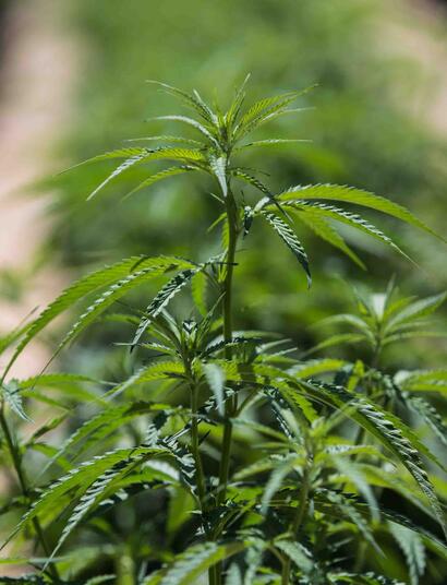 CBGA e CBDA prevengono l'infezione da Covid