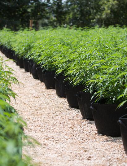 Cannabis: gusto e aroma dipendono da suolo, ambiente e clima