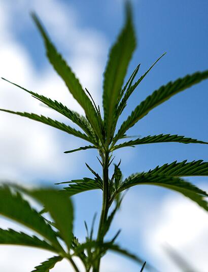 Free Growing? Anche no