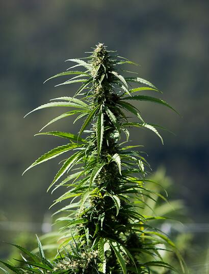 Differenze tra canapa e marijuana