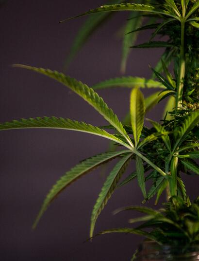 Indica vs Sativa: tutte le differenze per fare chiarezza