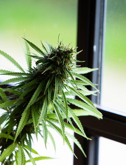 Germania: primo via libera alla legalizzazione della cannabis 