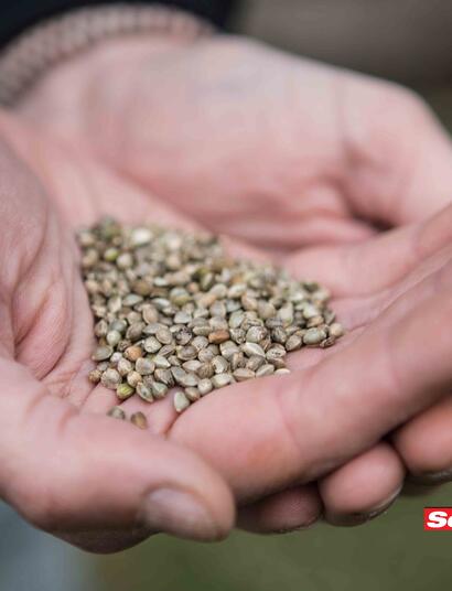 Semi di canapa. Foto Maria Novella De Luca protetta da copyright