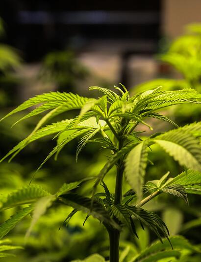 Cannabis Light, nuovi sequestri a Torino: la giustizia assolve, ma il settore rischia di paralizzarsi