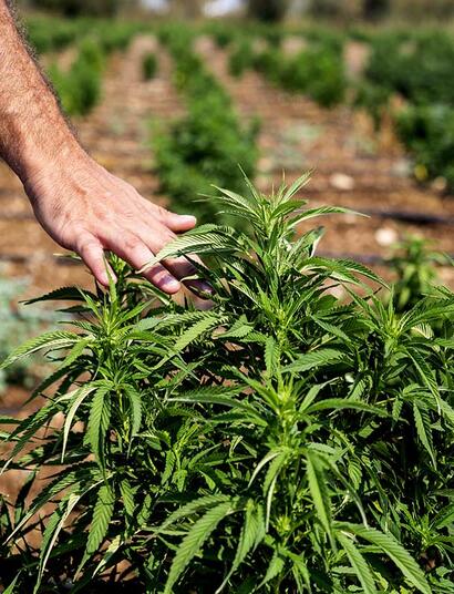 Parassiti della cannabis: come sbarazzarsene in modo biologico