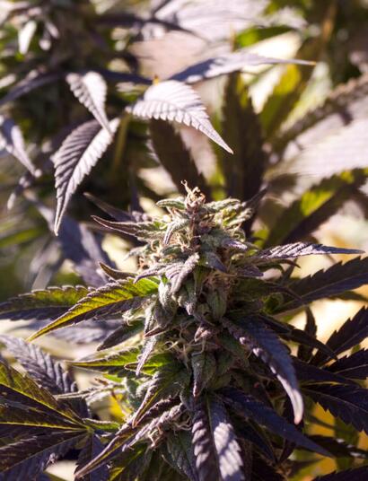 Marijuana’s Ideal Growing Environment